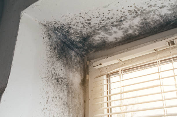 Affordable Mold Removal solutions in Oak Park, MI